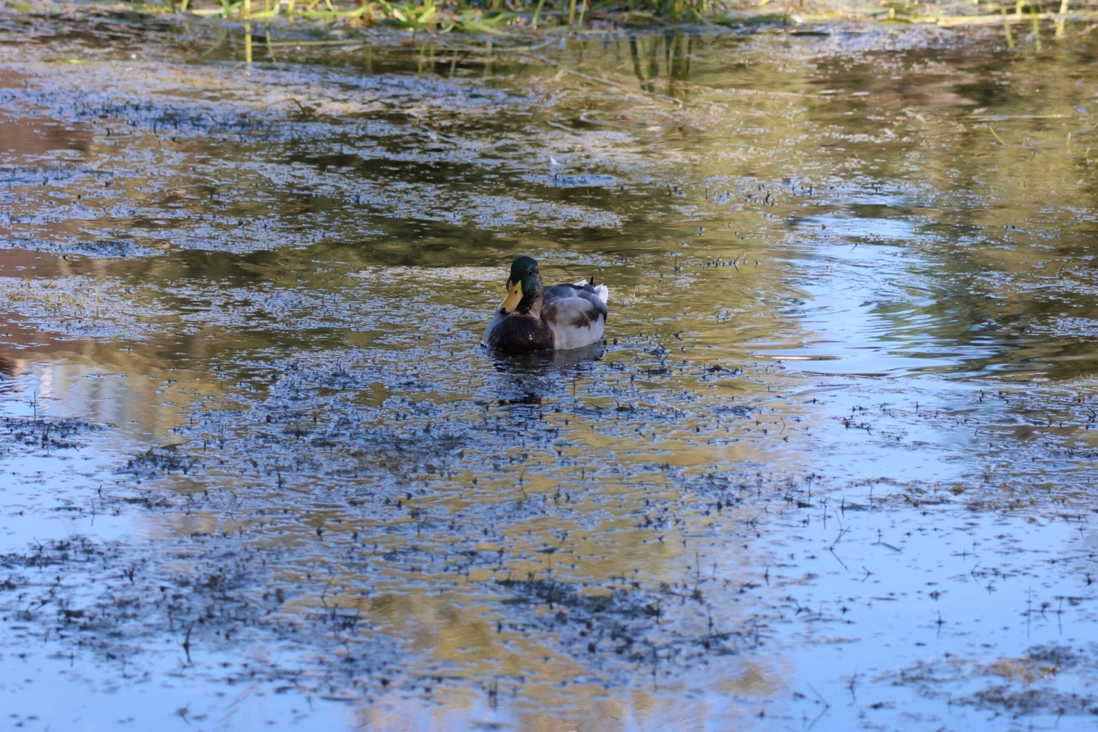 Eine Ente mit gelbem Schnabel schwimmt frontal durch blau und goldgrün spiegelndes Wasser