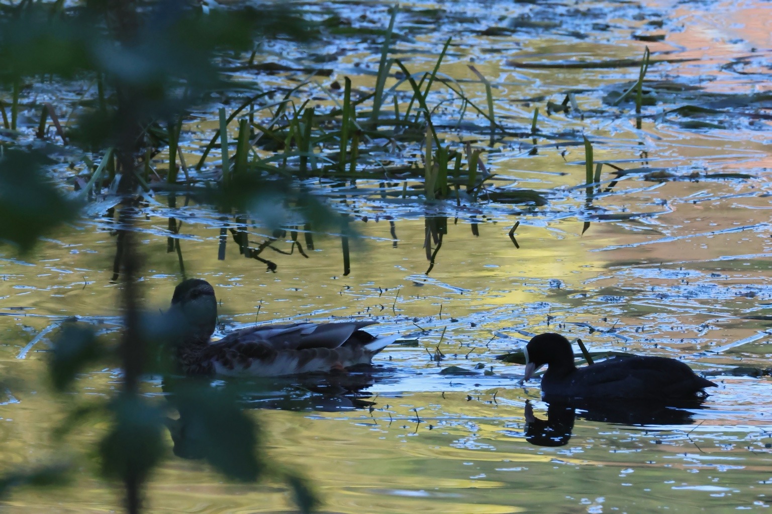 Ente und Blässhuhn nahe dem bewachsenen Ufer zwischen blauen und grünen Spiegelungen