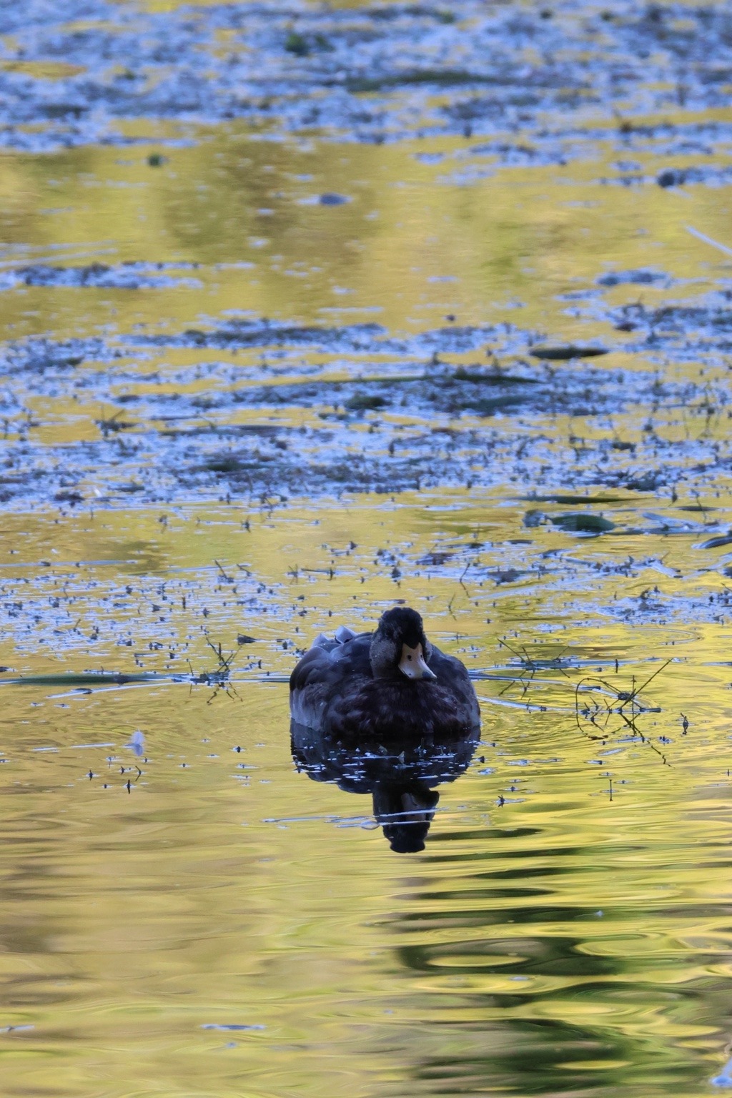 Dunkler Wasservogel von vorn auf blau und goldgrün spiegelndem Wasser