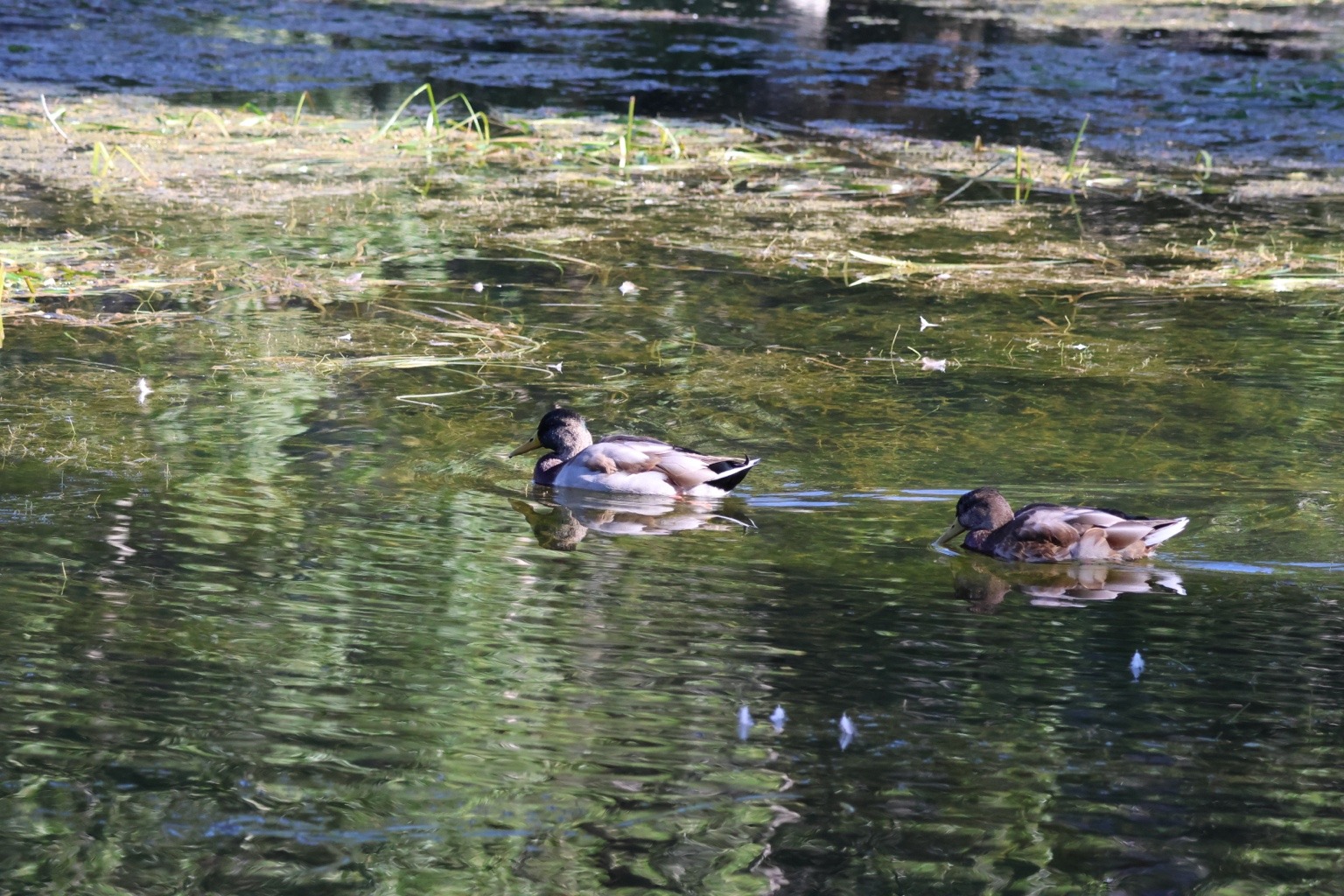 Zwei Enten schwimmen nebeneinander durch grün schimmerndes Wasser
