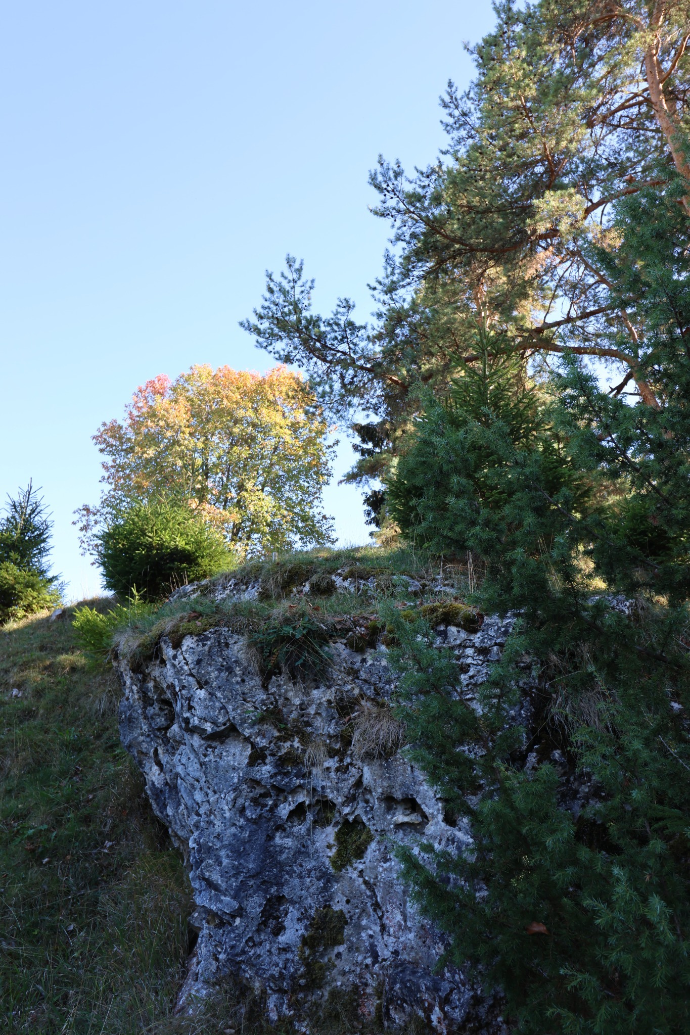 Heller zerklüfteter Felsen unter Kiefern und herbstlichen Baumkronen