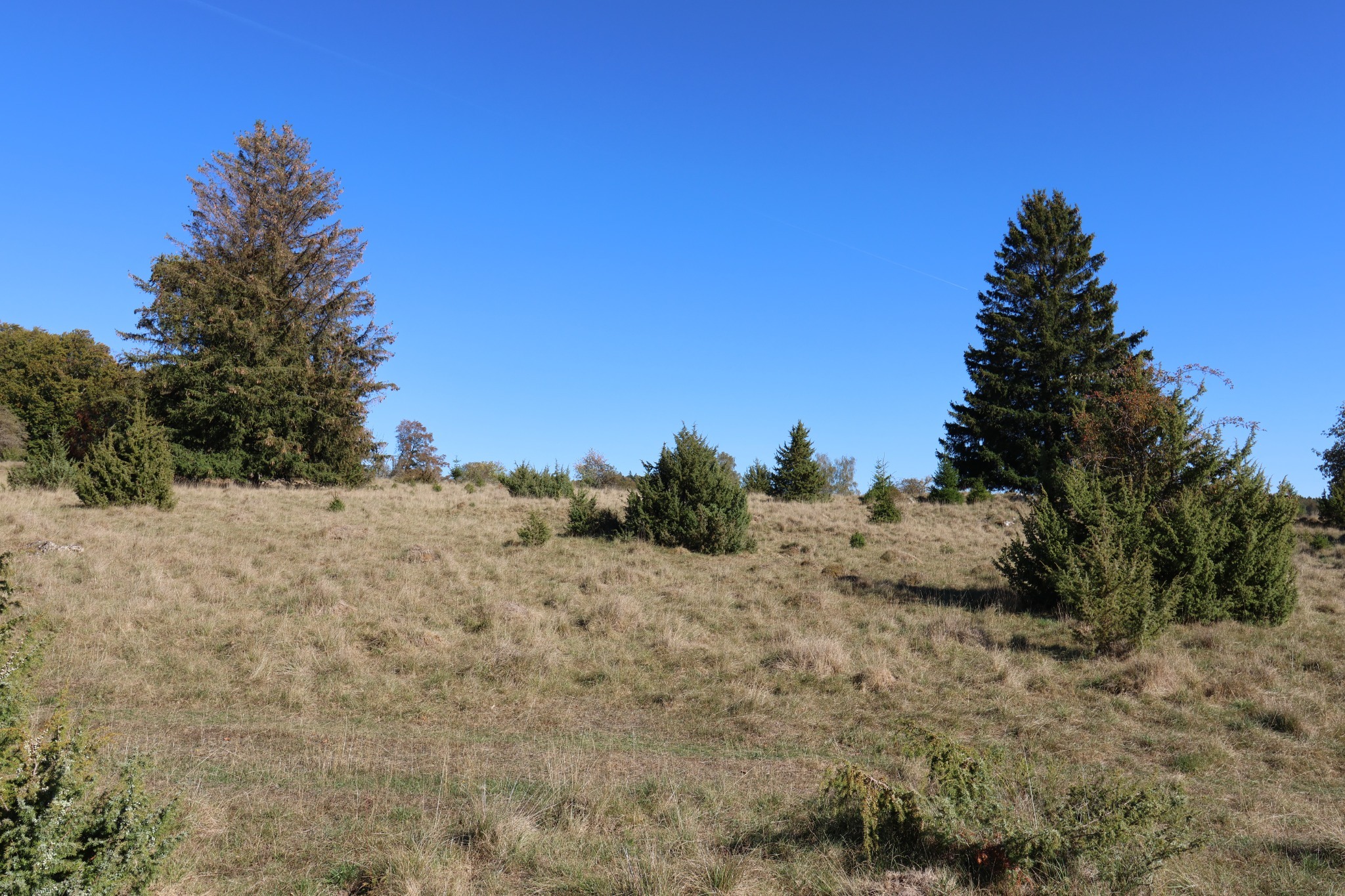 Offene Wiese mit einzelnen Bäumen und dunklen Sträuchern im Herbstlicht
