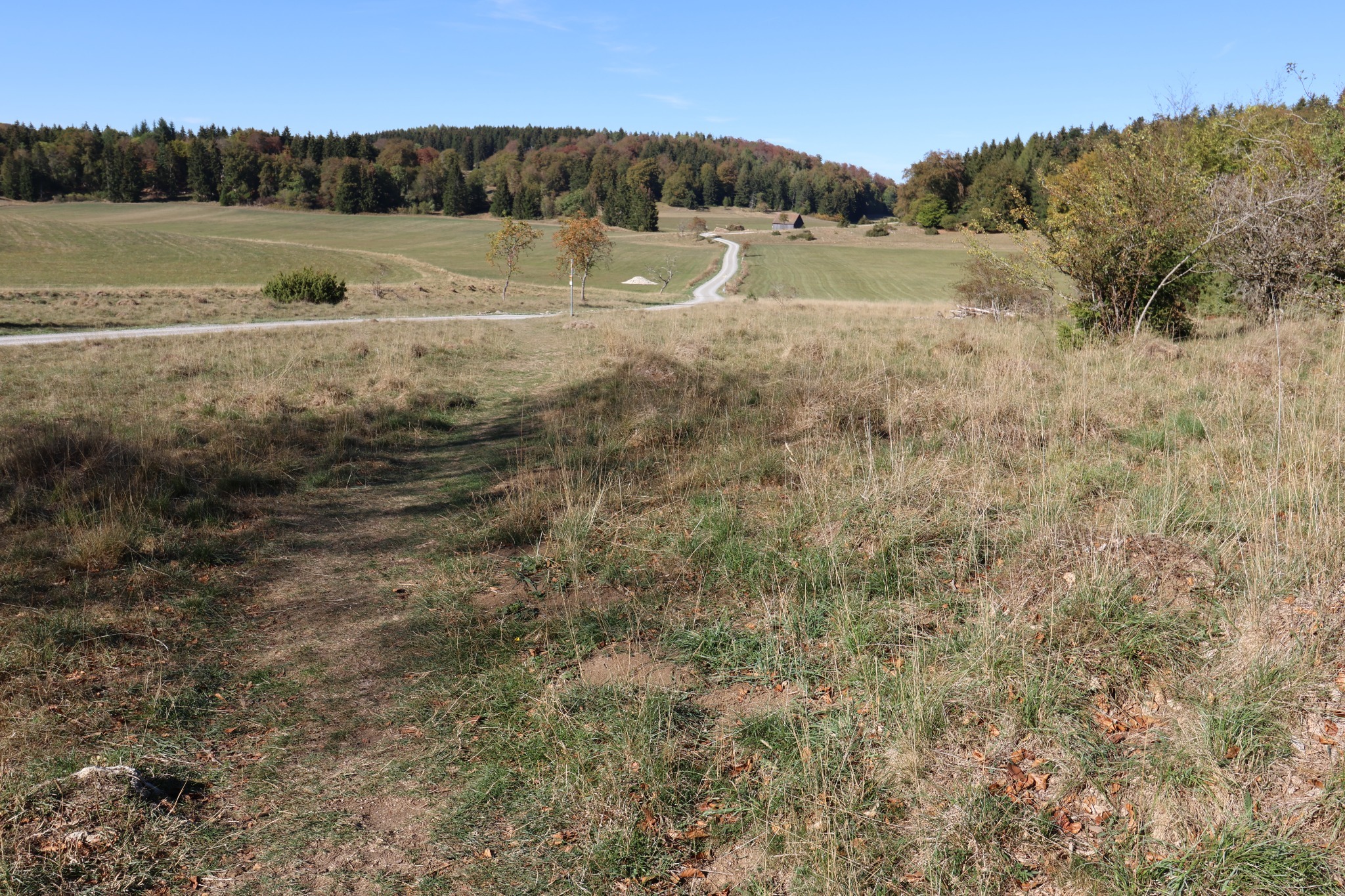 Offene Herbstwiesen mit hellem Weg und Wald am Horizont