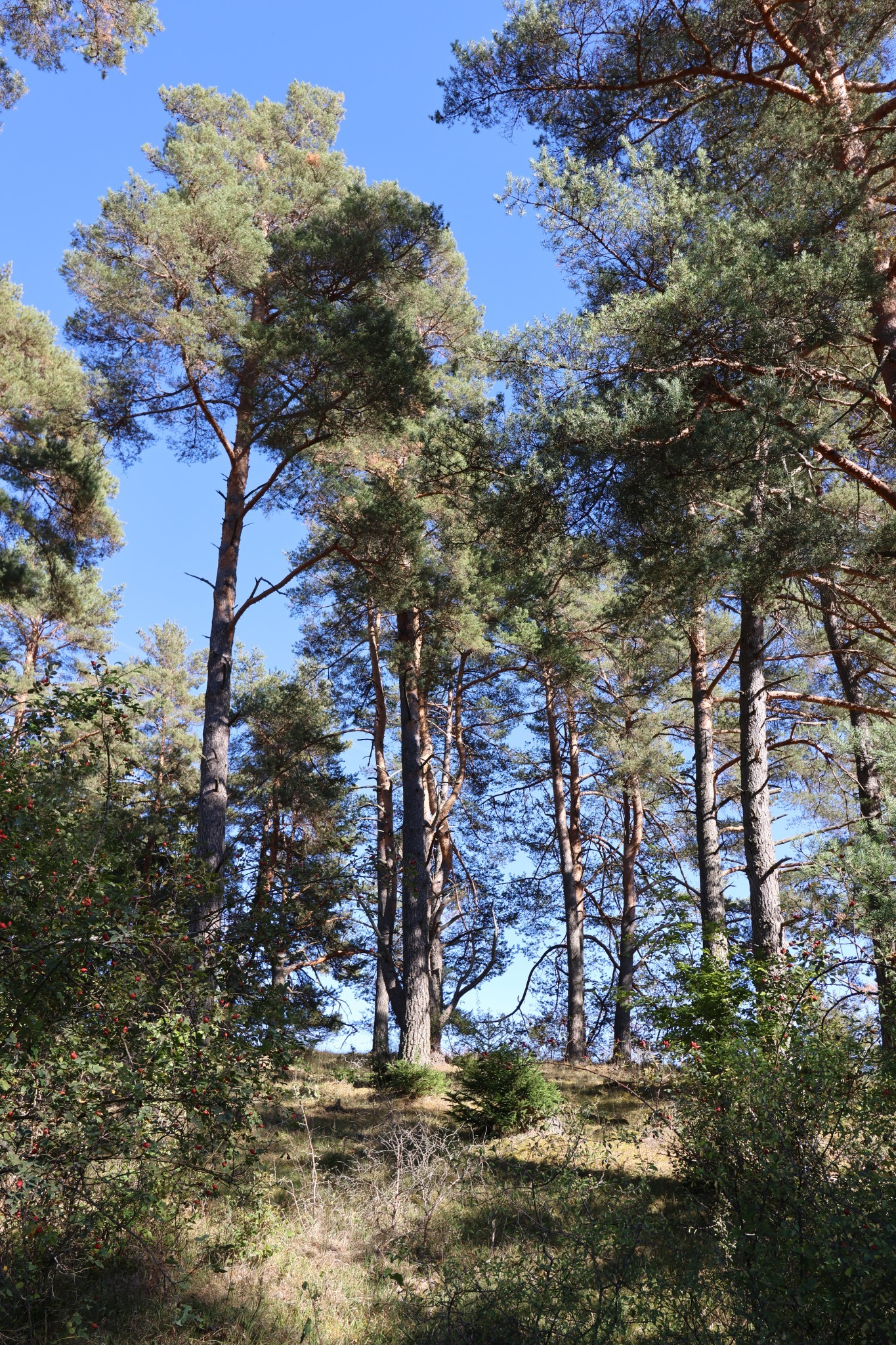 Hohe Kiefernstämme und lichte Kronen vor blauem Himmel