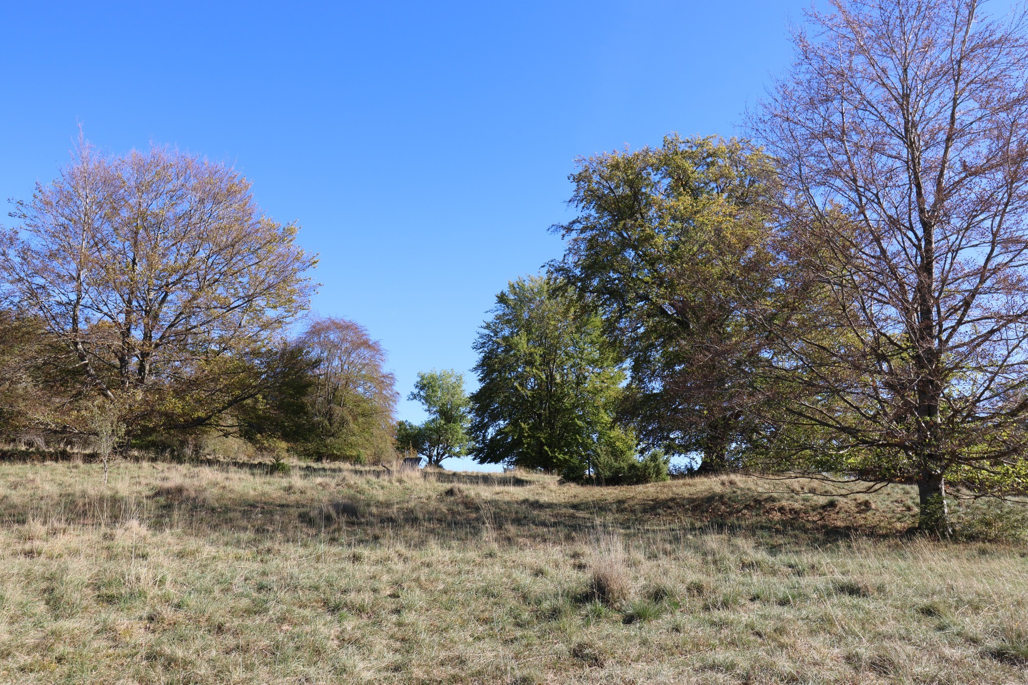 Laubbäume mit ersten Herbstfarben auf einer sanften Wiese unter blauem Himmel