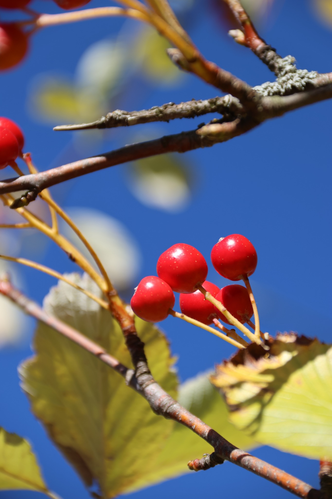 Rote Früchte an einem Zweig mit grünen und gelblichen Blättern vor blauem Himmel