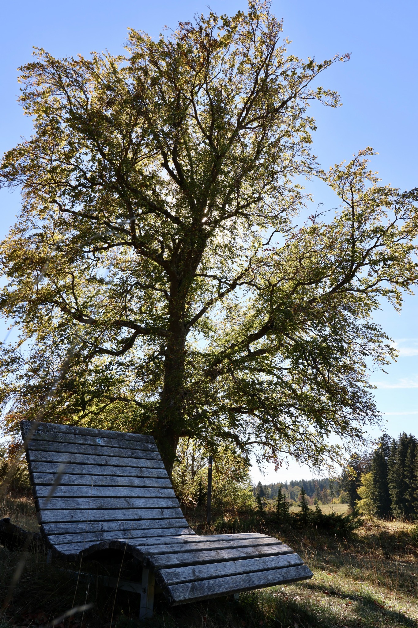 Holzliege im Schatten eines großen Laubbaums mit herbstlichen Blättern