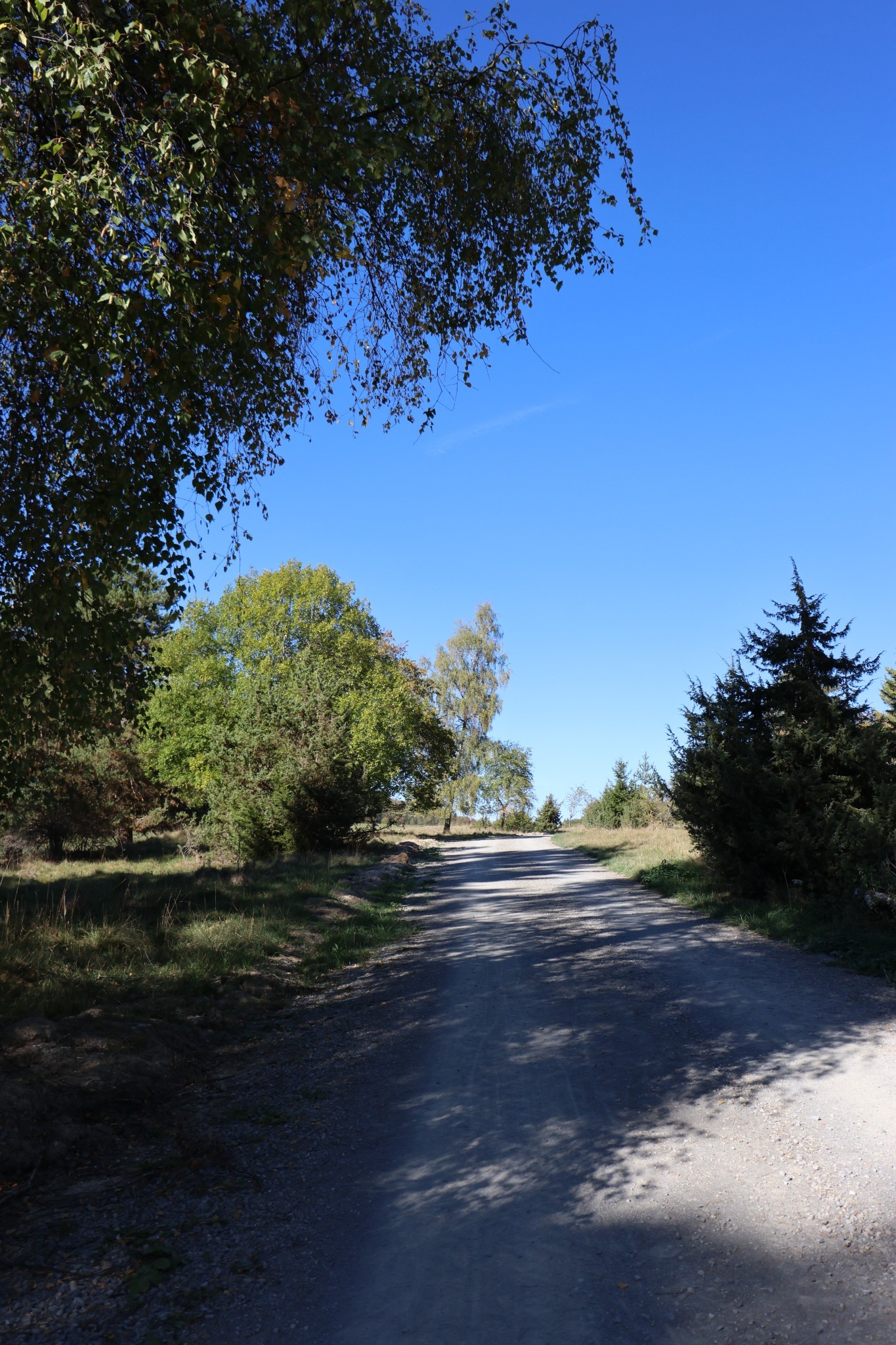 Heller Weg zwischen Bäumen mit langen Schatten und blauem Himmel