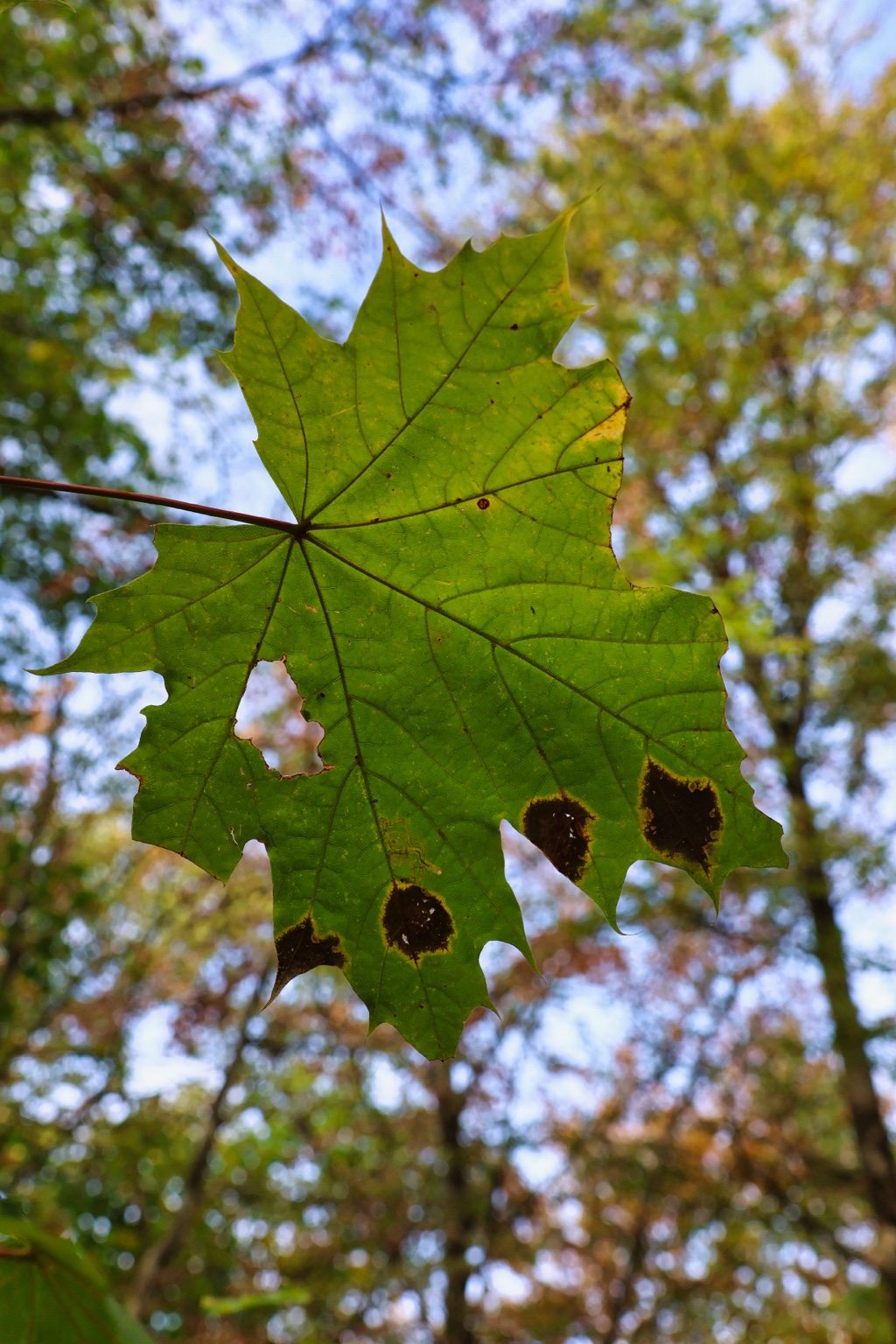 Grünes gelapptes Blatt mit feinen Blattadern, dunklen Flecken und einem Loch vor bunten Baumkronen