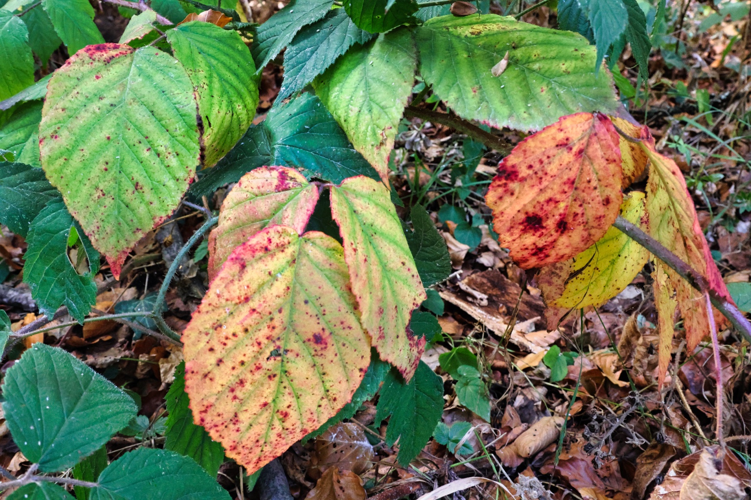 Grüne, gelbe und orangefarbene Blätter mit roten Sprenkeln über dem Laub am Waldboden