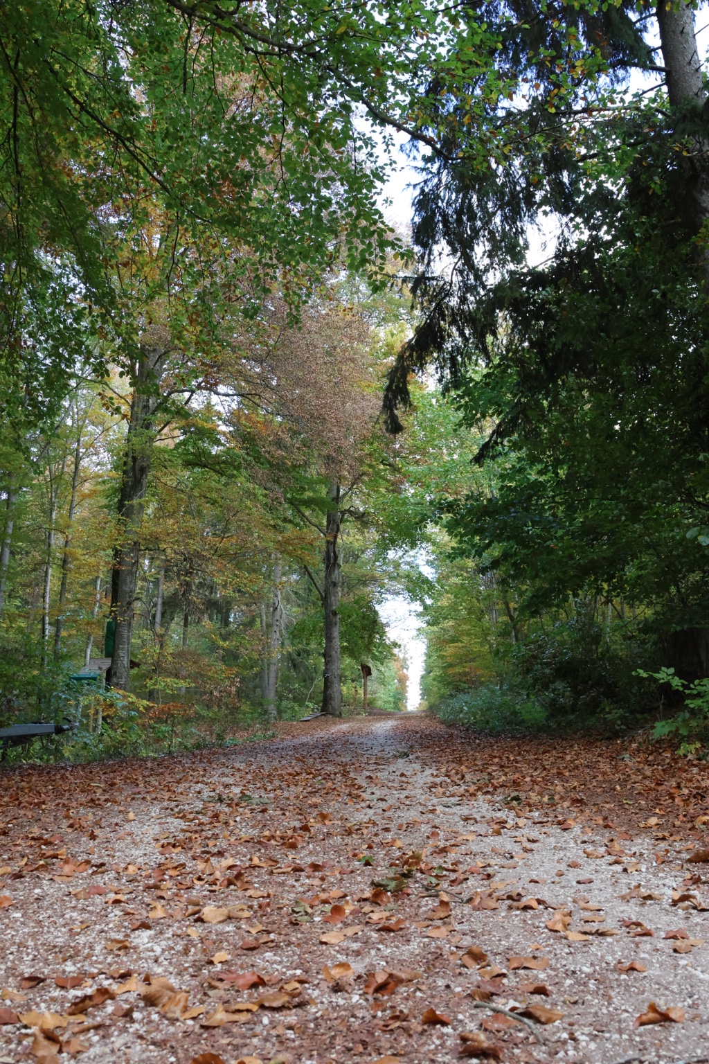 Laubbedeckter Waldweg unter grünen und herbstlich gefärbten Baumkronen