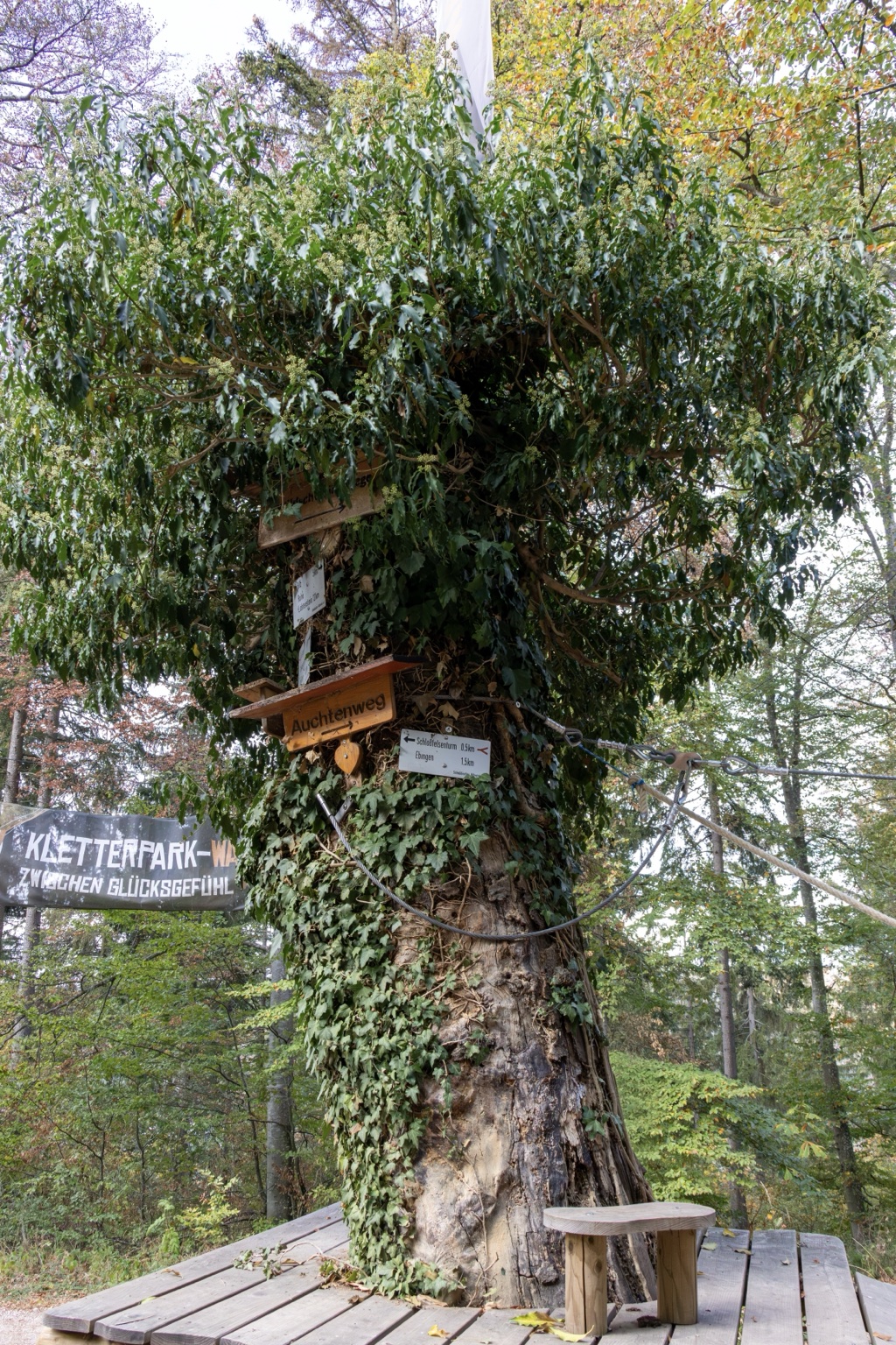 Mit Efeu bewachsener Baum mit hölzernem Wegweiser und Schild zum Schlossfelsenturm