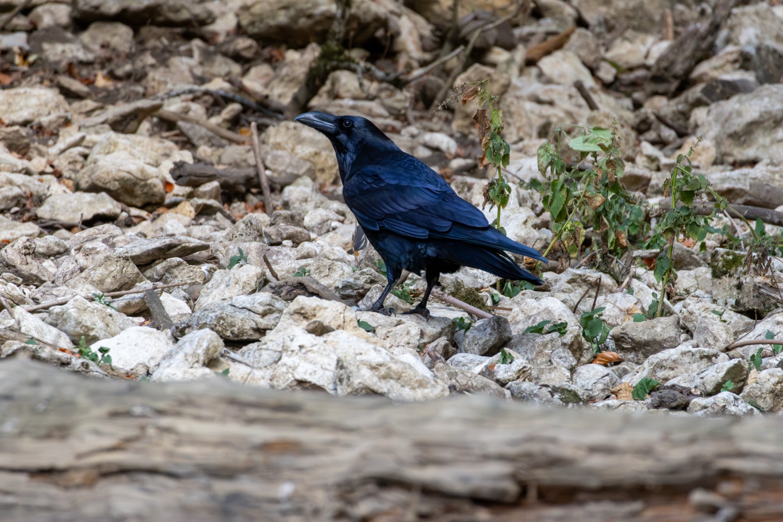 Kolkrabe zwischen hellen Steinen und einzelnen Pflanzen am Waldboden
